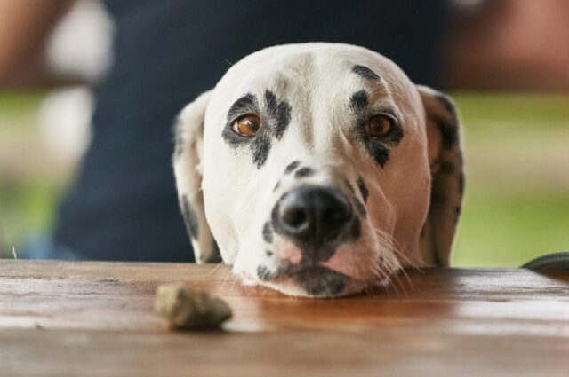 8 foto di cani che sicuramente cattureranno la vostra attenzione