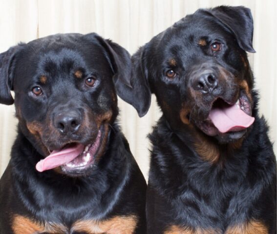 8 foto di cani che hanno provato per la prima volta l’esperienze della cabina fotografica