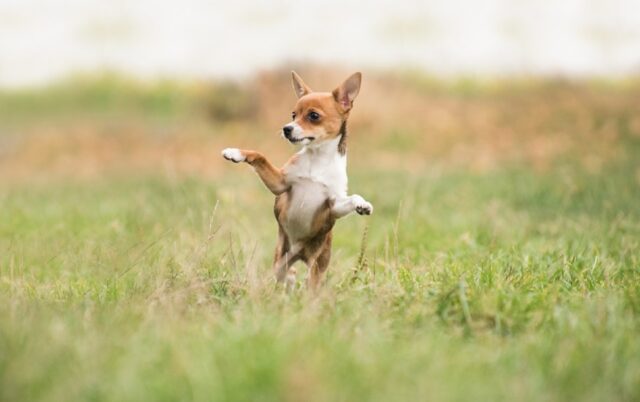 8 foto di cani che hanno un concetto diverso di divertimento “sfrenato”