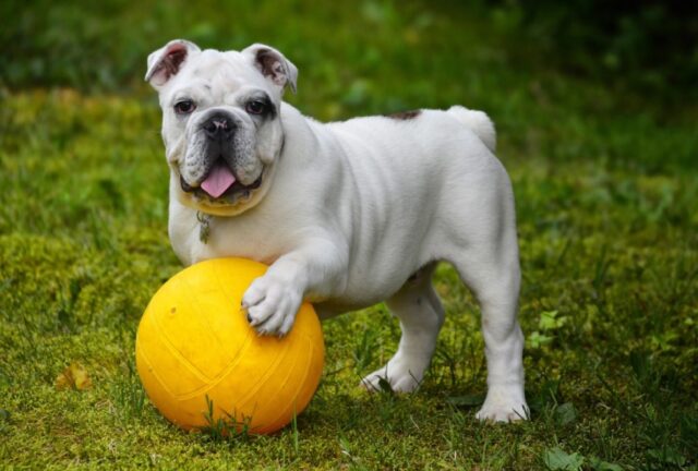 8 foto di cani che non rinuncerebbero mai alle loro più strane abitudini