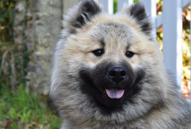 8 foto di cani che rendono gioiosa la vita della propria famiglia