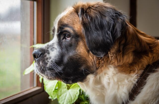 8 foto di cani che riescono a dire tutto con la sola forza dello sguardo