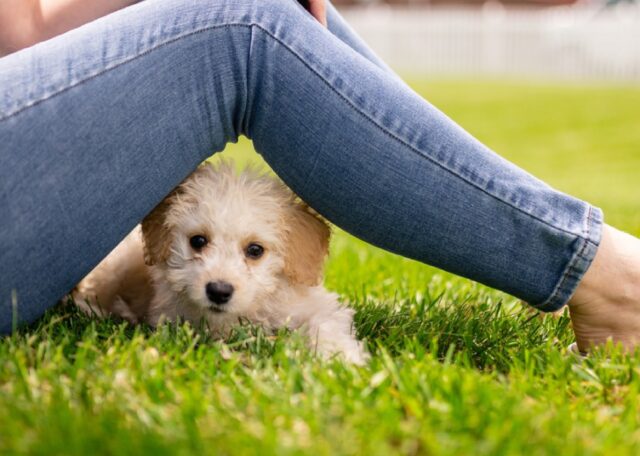 8 foto di cani che sanno convincervi con un semplice e solo sguardo