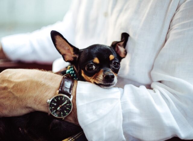 8 foto di cani che vogliono nascondere la propria gelosia ma che non ci riescono