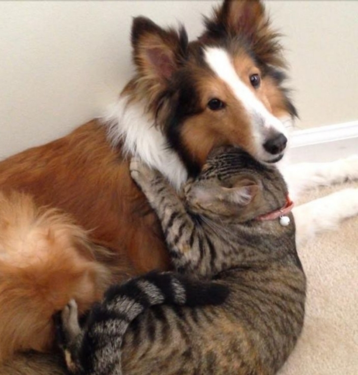 Дружба Кошки И Собаки