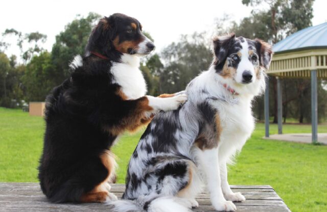 8 foto di cani in cui non c’è una cosa che abbia un senso logico