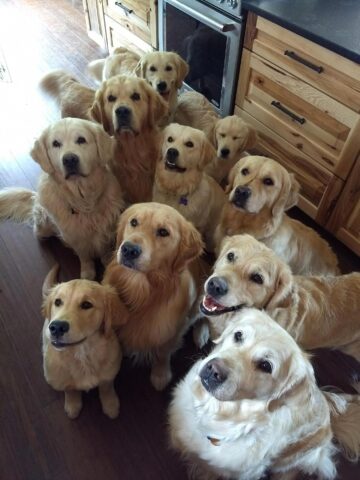 Invasione di cani : 8 foto di case piene di pelosetti