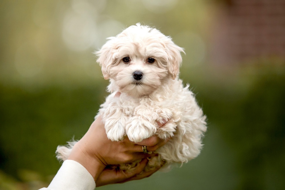 maltipoo-carattere-cure-muso-e-consigli-su-questa-razza