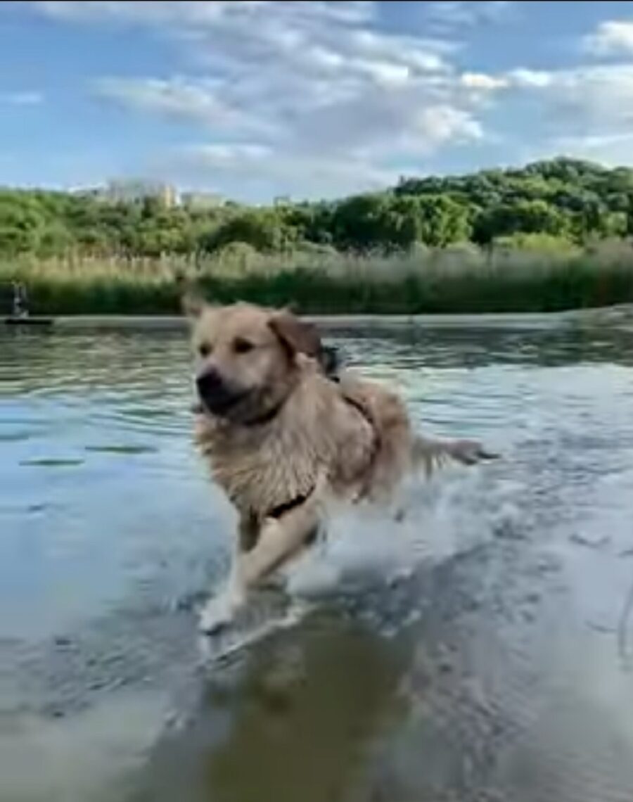 leo corre felice in acqua 