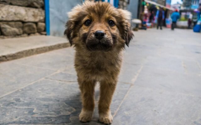 Brasile, 17enne gestisce un rifugio per animali, il web gli rende onore