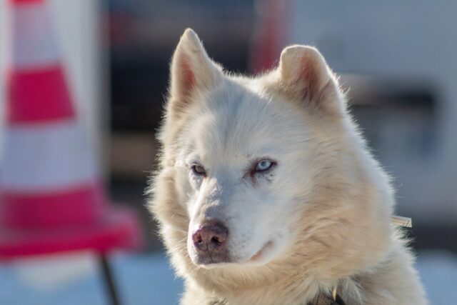 Il salvataggio di una povera cagnolina abbandonata nel bel mezzo del deserto (VIDEO)