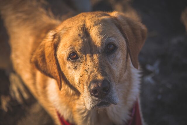 Cile: un cane in serio pericolo di vita viene salvato dai pompieri (VIDEO)