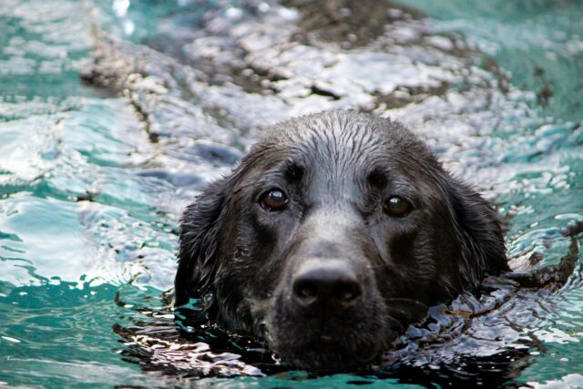 I vigili del fuoco salvano un cane che stava per affogare nel Brenta (VIDEO)