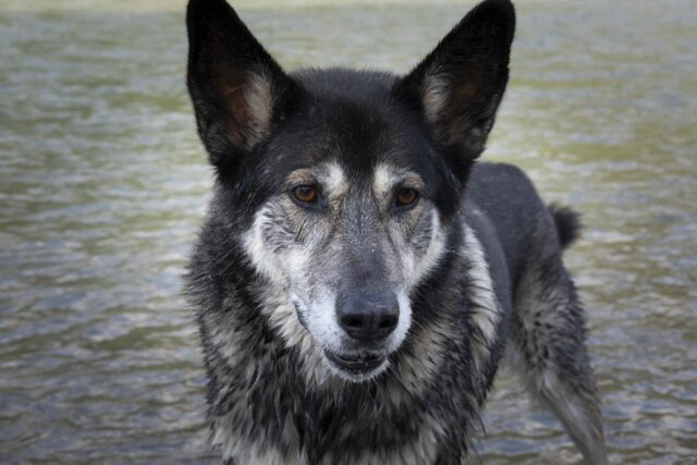 Cane stava per affogare in un fiume ma viene salvato da un buon samaritano (VIDEO)