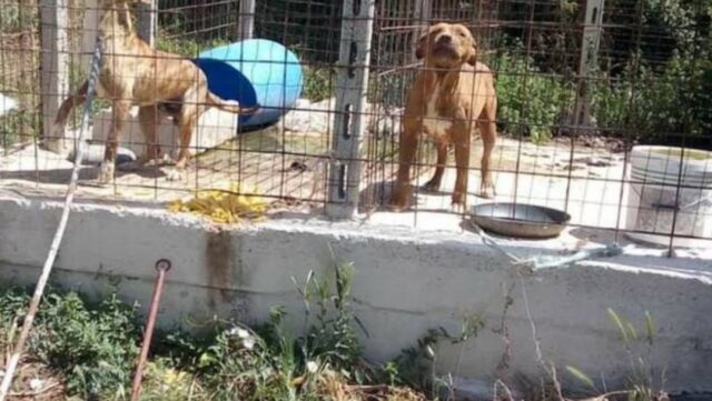 Cani abbandonati e legati sotto il sole cocente: atroce episodio