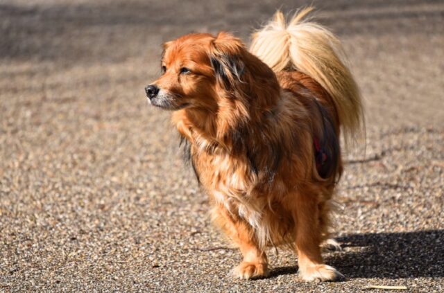 Castelfranco Veneto, disperso un cane durante una passeggiata, proprietaria disperata