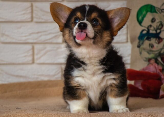 Come farei senza di te! 8 foto di cani che rendono “frizzante” la nostra vita