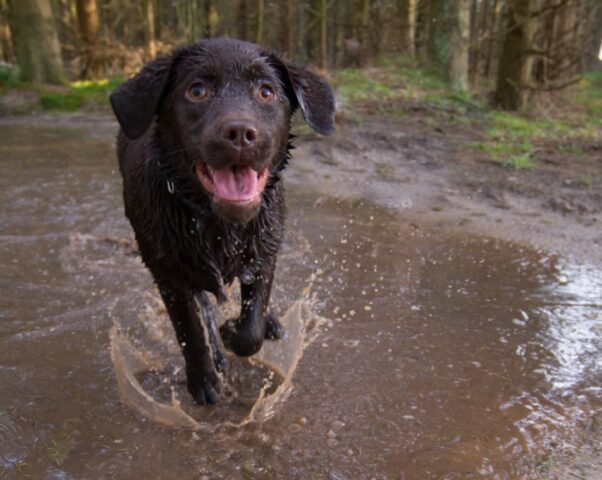 Come si ripara? 8 foto di cani che hanno smesso di “funzionare”