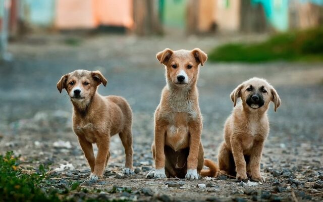 Il salvataggio di tre cuccioli abbandonati dentro una fogna (VIDEO)