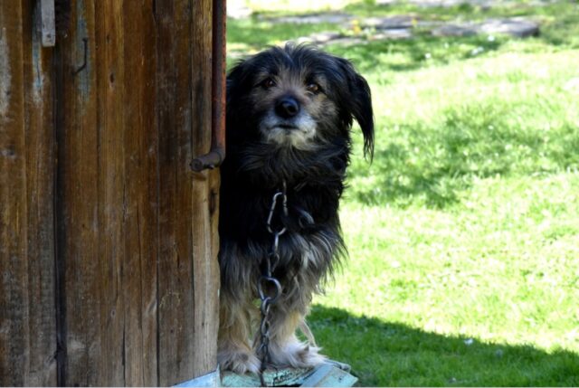 Era ora! Pesanti sanzioni in arrivo per chi tiene cani o altri animali legati a una catena