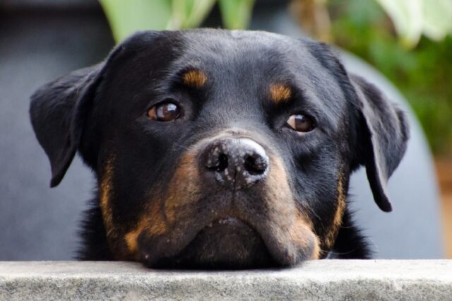 Lanuvio, perso un Rottweiler di nome Ade, avvistato insieme a due ragazzi