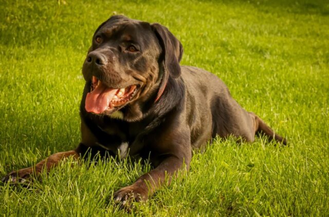 Lucca, il cane Benito non ritorna a casa da mesi, tutti sono preoccupati per il Labrador