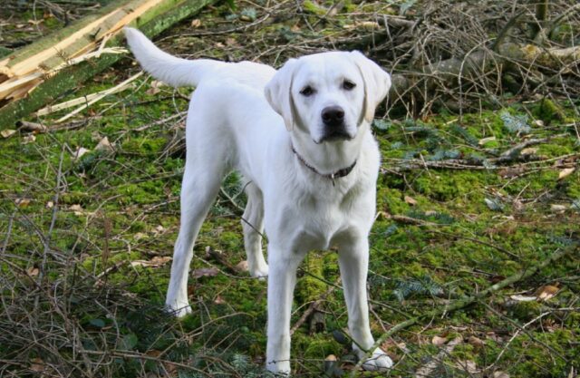 Palma Campania, un Labrador si allontana dalla proprietaria, smarrito da settimane