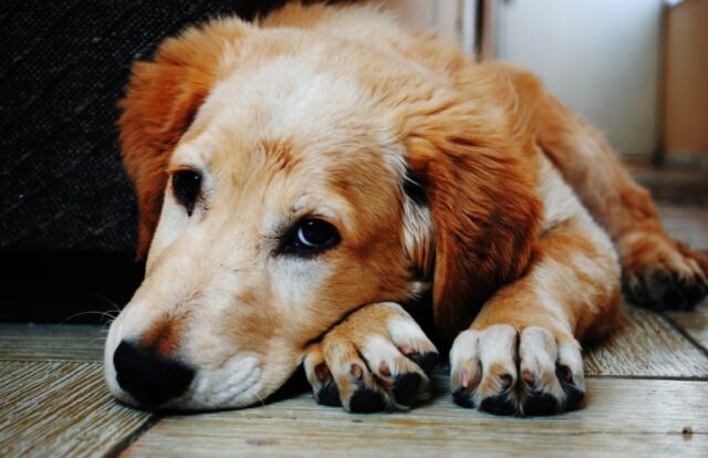 Pisa, ricompensa per chiunque riesca a ritrovare la cagnolina Sibyl, la famiglia è disperata