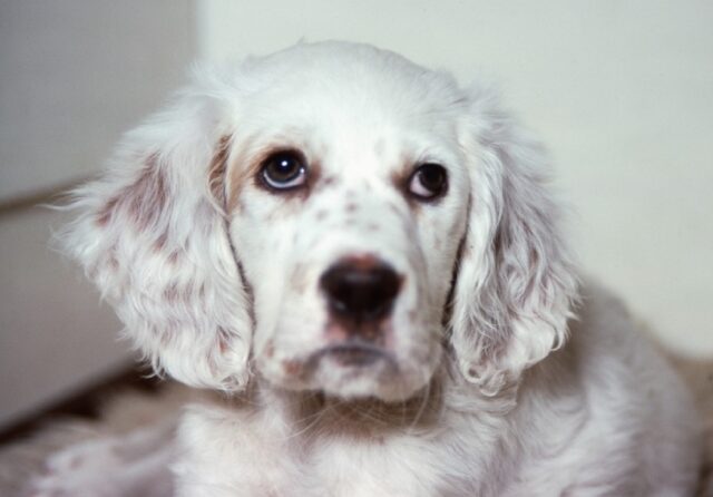 Salerno, smarritasi la Setter di nome Arya, proseguono le ricerche