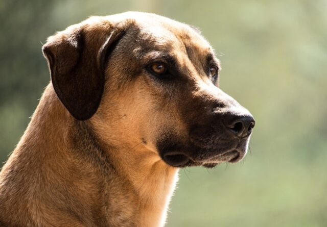 Salgono sul bus col cane senza museruola, aggrediscono il conducente perché richiamati