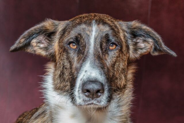 Santo Stefano di Sessanio, il cagnolino Barton si perde, avvistato non poco lontano