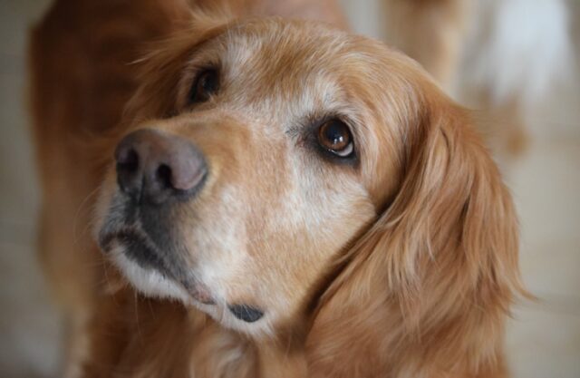 Trecate, scomparso nel nulla un Golden Retriever, un avvistamento alimenta la speranza