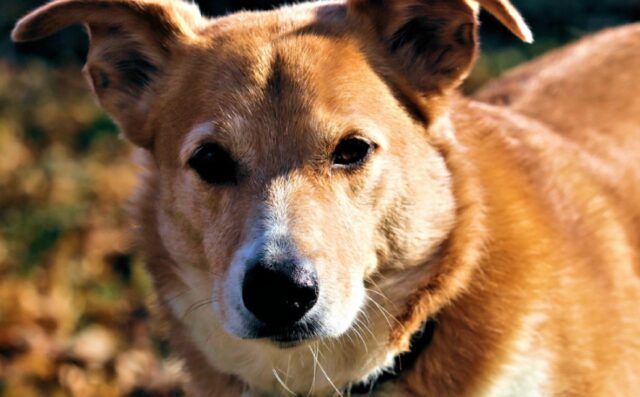 Valbasca, smarrito in una zona boschiva il cane Lucio, del Segugio nessuno sa nulla