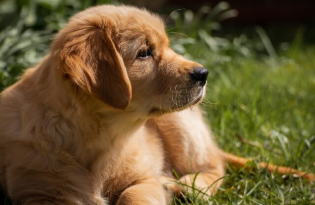 Valdagno, smarrita Bella, la cagnolina era stata adottata pochi giorni fa