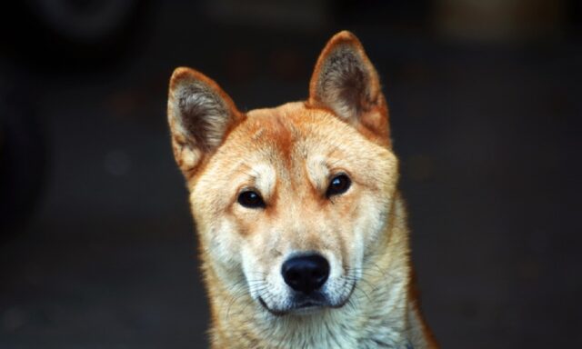 Valle Antrona, perso il cane Ciccio durante gita sul lago, la famiglia lo cerca