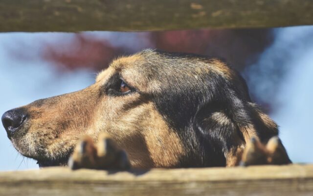 Vasto, tutti alla ricerca della cagnolina Zara, la tensione della proprietaria