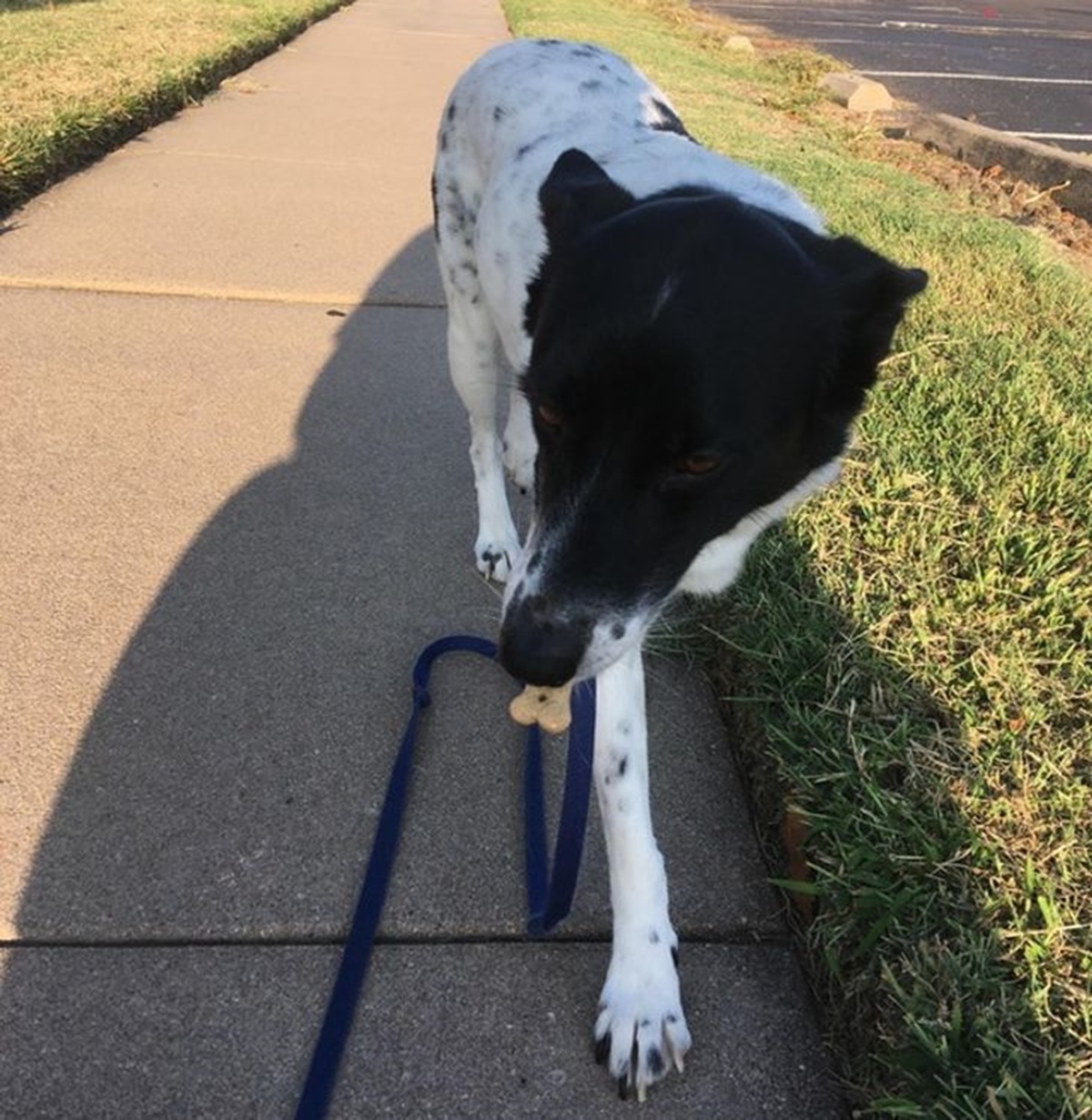 cane biscotto