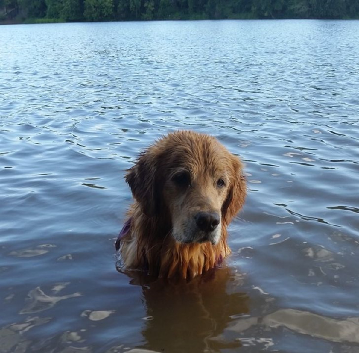 cane acqua