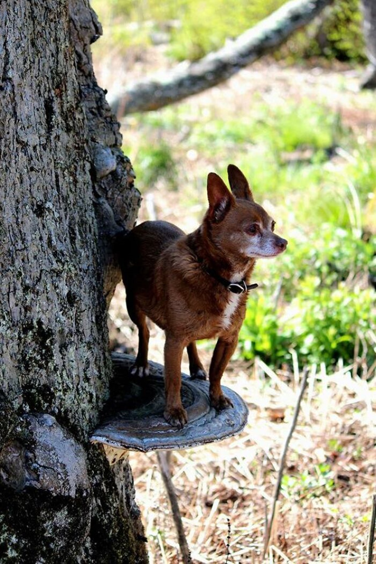 cane ombra