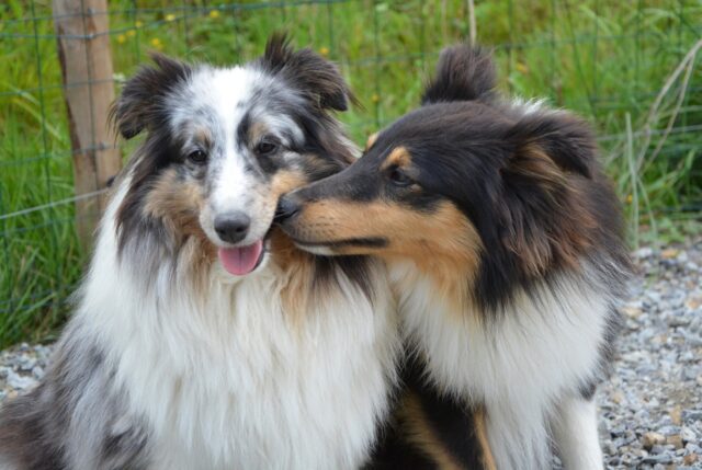 3 modi per capire se puoi avere un cane oppure no