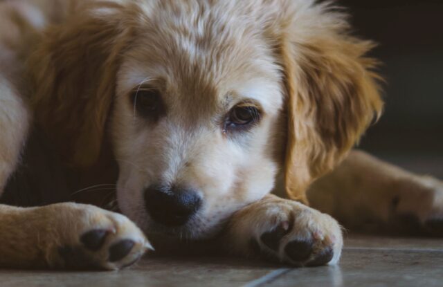 4 cose che ti fanno capire che il cane ha le unghie troppo lunghe