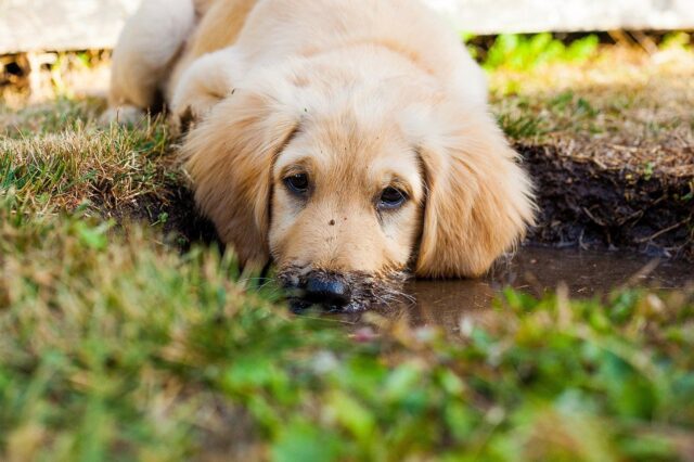 4 modi per impedire al cane di scavare nel giardino