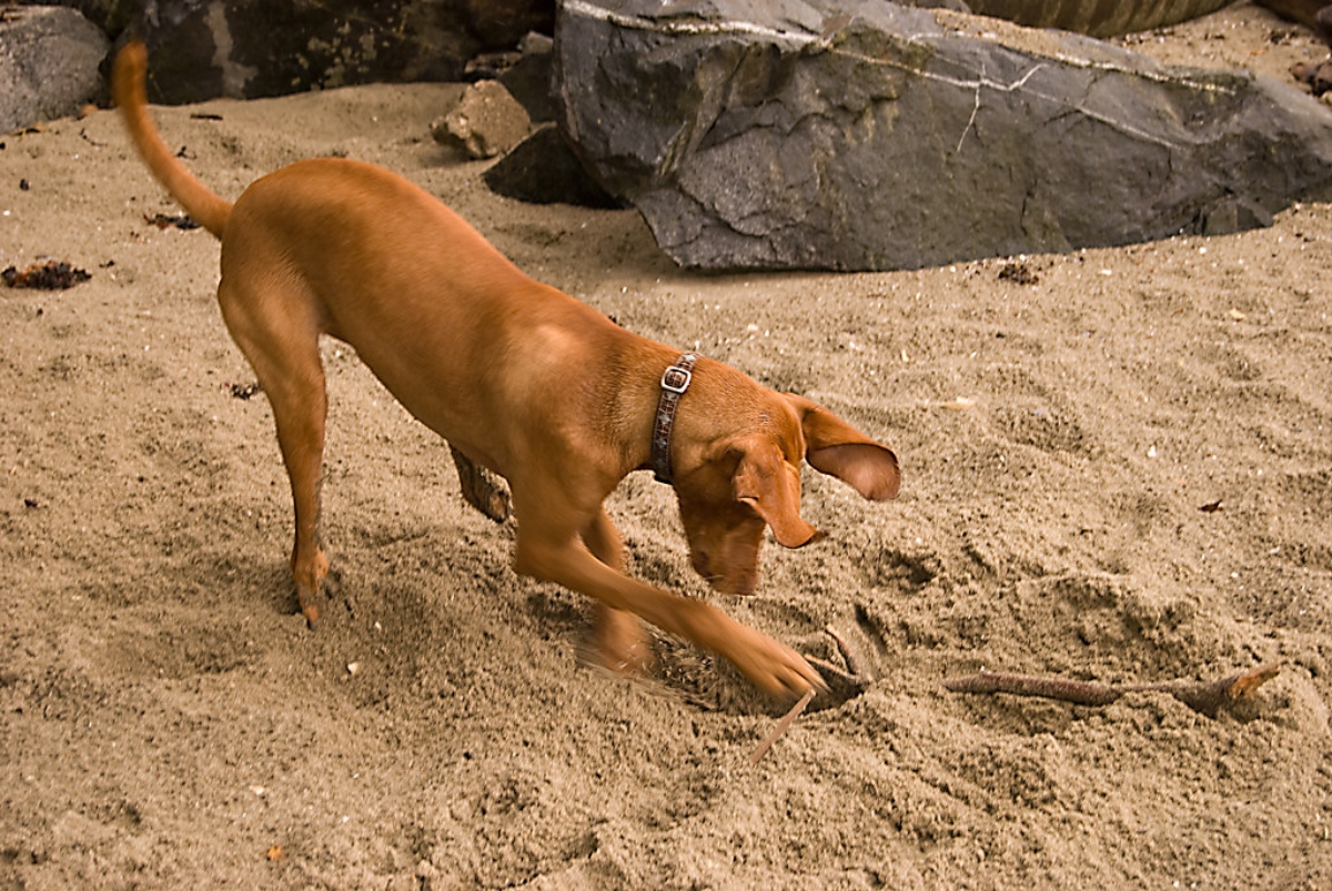 Dog dug. Собака копает. Собака раскапывает. Собака роется. Собака копает яму.