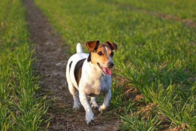 4 modi per proteggere il cane dalle punture di zanzare