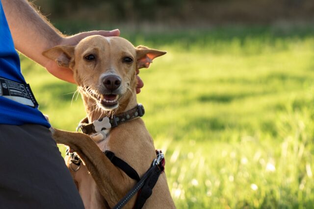 4 principali tipi di personalità dei cani tutte da scoprire