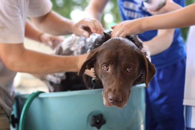 5 consigli per rendere il bagnetto piacevole per il cane