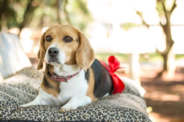 5 cose che possono farti capire che la tua cagnolina è incinta