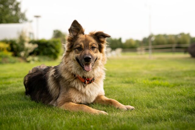 5 metodi efficaci per riuscire a prevenire la noia nel cane