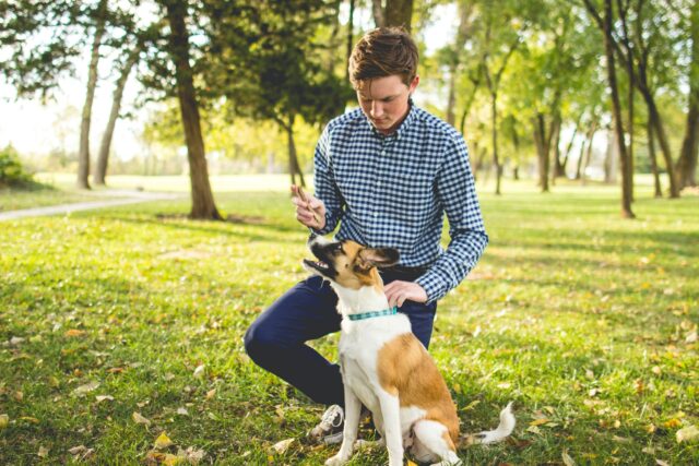 5 passaggi per insegnare al cane a parlare con i bottoni