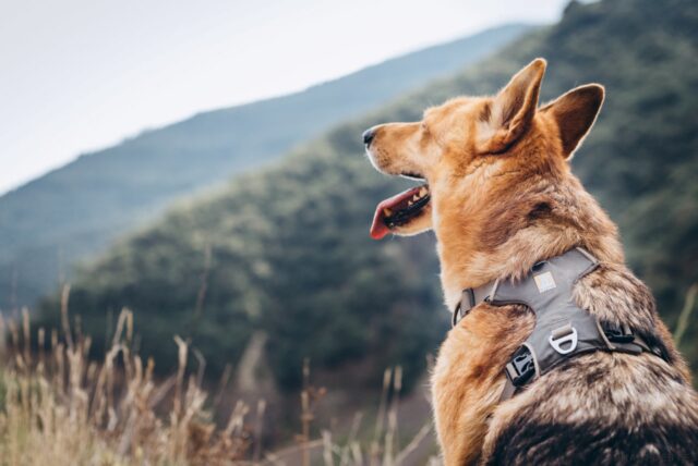 5 segnali in grado di farti capire che il cane è in affanno